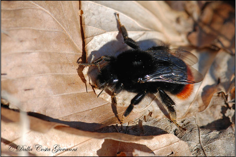 Bombus lapidarius (Apidae)